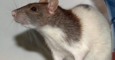 Quantum computing? Try, bio-computing with Rat-brain networks.
