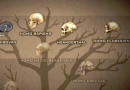 Multiple versions of human species - was pre-history like Lord of the Rings?